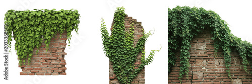 Fotografi Set and collection of lush green ivy vine plant growing vertically on an organic