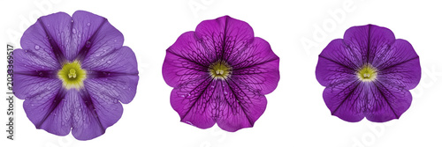фотографія Set and collection of vibrant purple petunia flower blossom with delicate petals