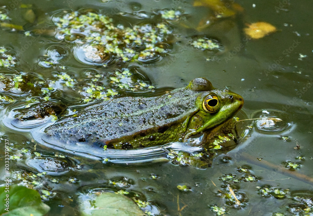 Obraz premium frog in the pond