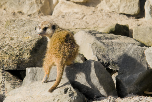 Fotografie meerkat on the lookout
