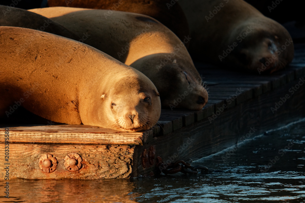 Fototapeta premium Group Of Sea Lions Resting. Calm Harbor Scene Featuring Sleeping Sea Lions And Coastal Environment