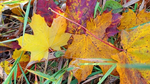 fall Season. Colorful autumn leaves in the wet grass. The atmosphere of autumn. 4k footage
