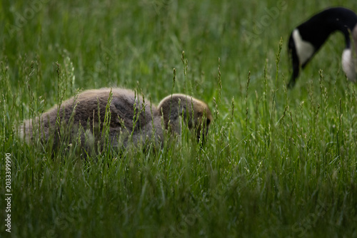 Bild auf Leinwand Canada Goose Gosling Foraging in Green Spring Grass