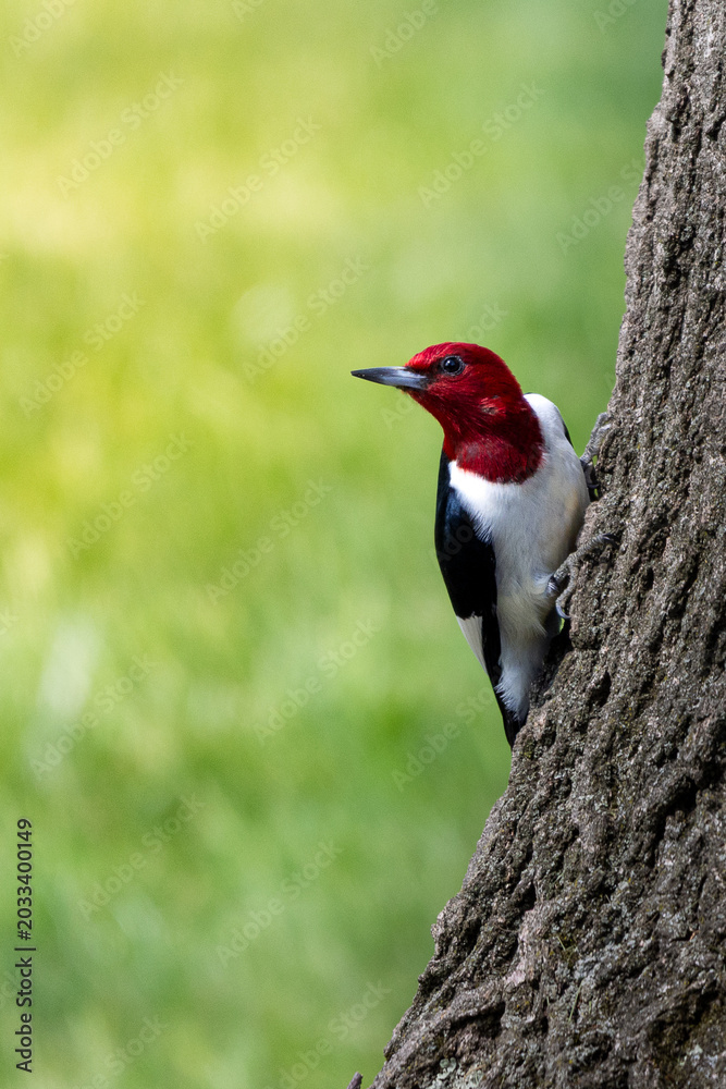 Fototapeta premium Red-headed Woodpecker Perched on a Tree Wild