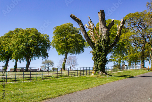 An example of a large pruned tree stump on a road near a farm residence set in the Fermanagh countryside outside Enniskille