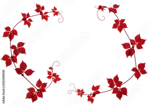 Photorealistic flat lay of delicate dark red botanical vines with subtle venation, sharp macro focus against a seamless transparent background with copy space, concept of natural botanical elegance