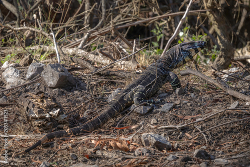 Canvastavla Lace Monitor (Varanus varius), Narooma, NSW, January 2026
