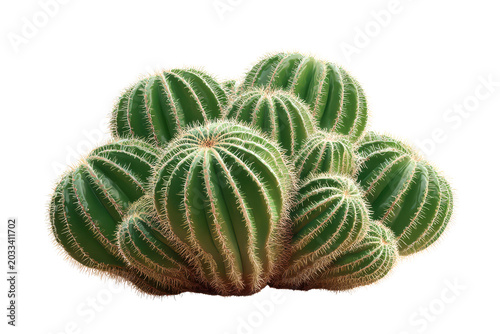 Cluster of green barrel cacti with sharp white spines on black background cactus succulent