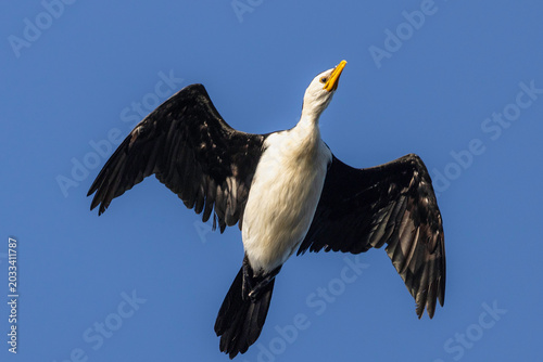 Little Pied Cormorant (Microcarbo melanoleucos) flying, Narooma, NSW, January 2026