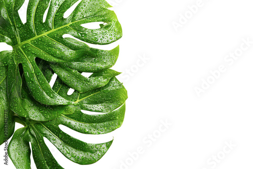 Lush green monstera leaves with water droplets on black background leaf plant