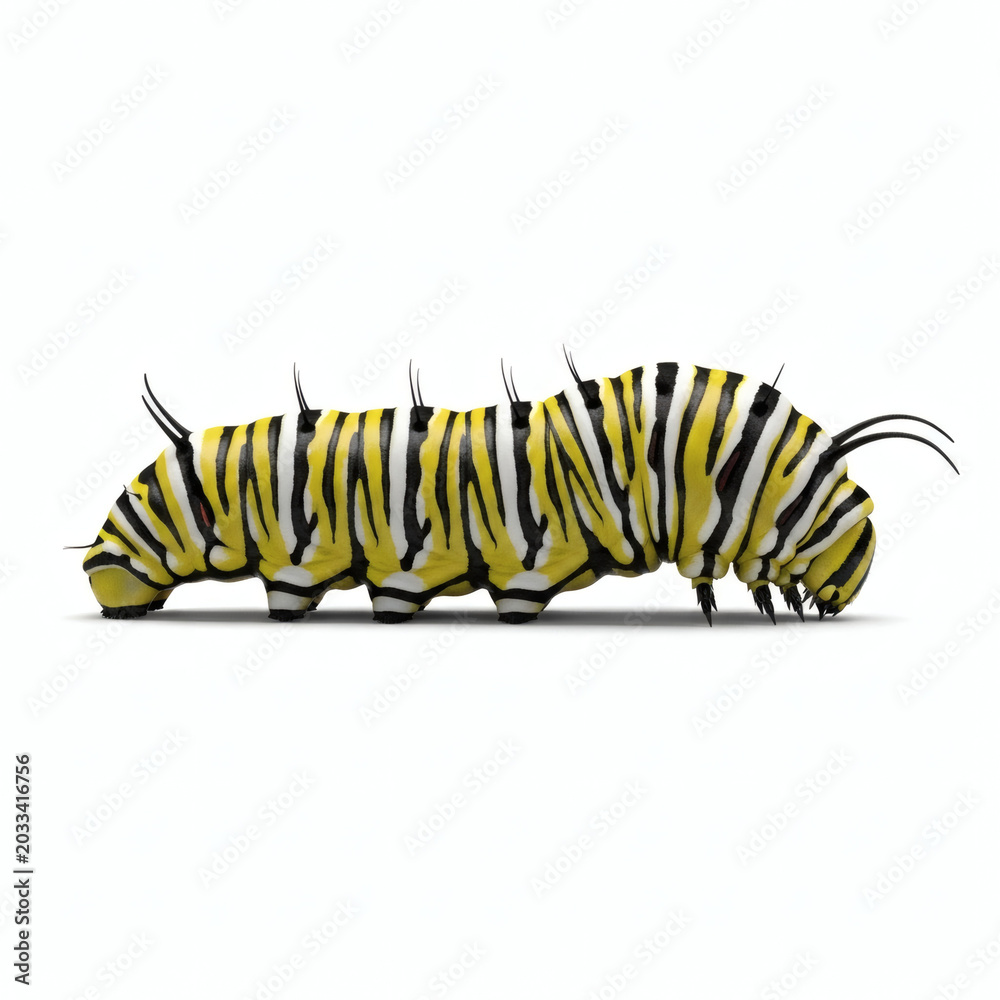Naklejka premium Large Yellow Black Caterpillar Crawling Slowly.