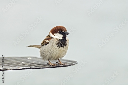 Italian Sparrow (Passer italiae), male, Italy, Europe