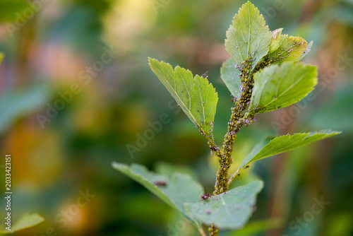 Canvastavla Currant leaves with traces of lesions from aphids..