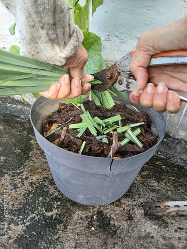 Preparing Chopped Lemongrass for Garden Soil