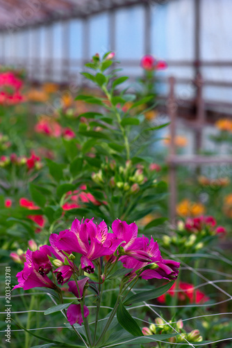 Photograph of a purple pink alstroemeria flowers. Alstroemeria flowers in a greenhouse. Growing flowers in greenhouses. Gardening.