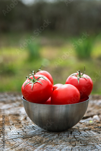still plate with fresh tomatoes on wooden background. Outdoor, in the garden, on the farm. Selective focus, Close up. Space for text