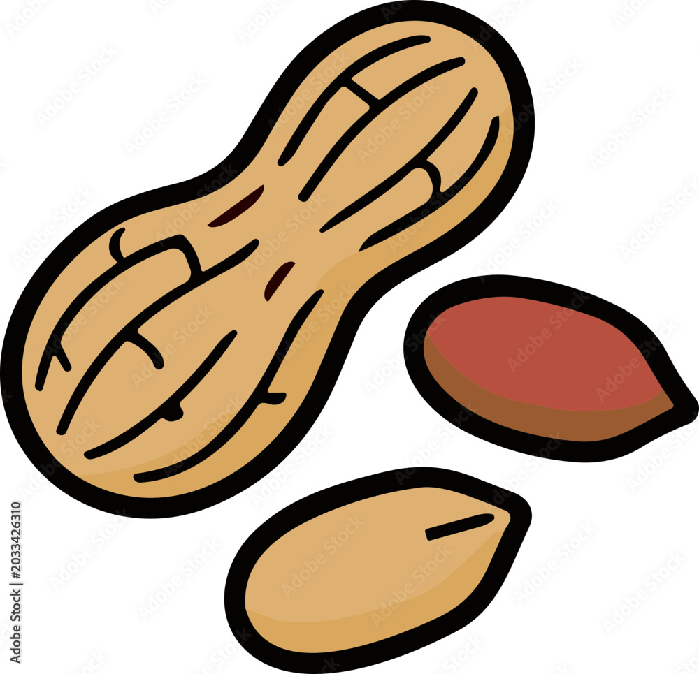 Obraz premium Peanut illustration with shell and kernels, isolated on white