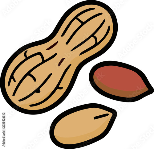 Photos Peanut illustration with shell and kernels, isolated on white