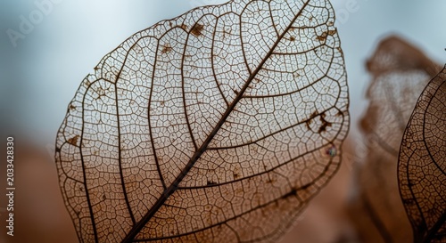 Meticulous Macro Capture of a Dried-up Autumnal Leaf Reveal Subtle Textures and Crystalline