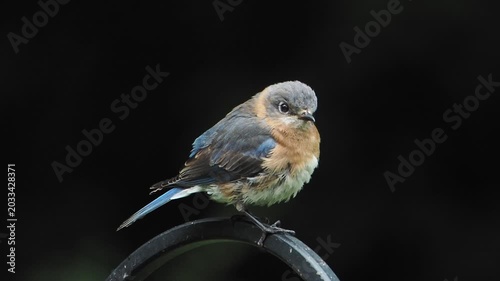 male eastern bluebird (Sialia sialis) ruffling its feathers and wings