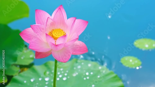 Close up of blooming pink lotus flowers