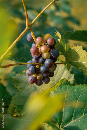 Quadro su tela grapes on vine