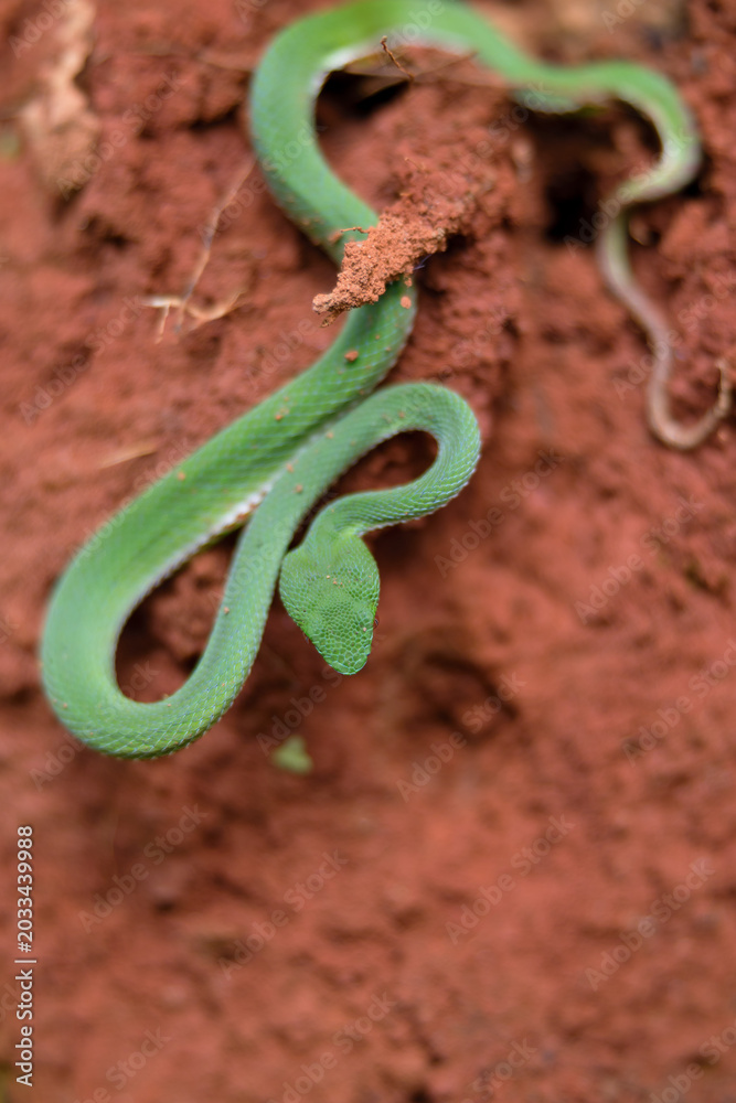 Obraz premium A vibrant green snake twists through reddish soil, showcasing its slender body and unique patterns in a natural setting.