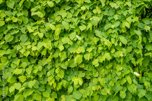 Slika na platnu Dense green ivy plant covering entire wall surface creating lush natural botanical texture background, ecology garden architecture concept