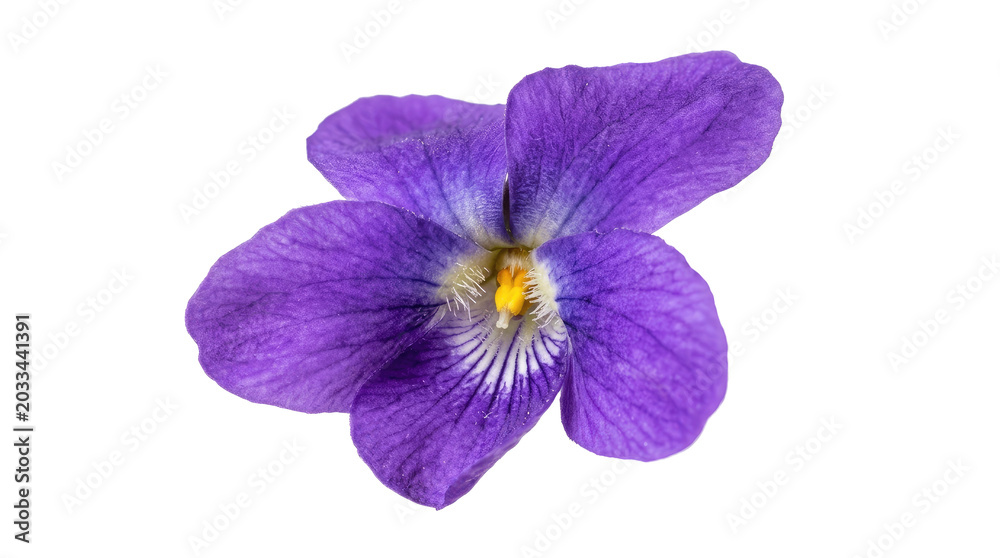 Fototapeta premium Purple violet flower isolated on transparent background, ready for t-shirt design, stickers, clipart, print on demand, sublimation, and floral craft projects.