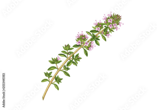 Watercolor of fresh thyme sprig with vibrant green leaves, pale pink flowers, woody stem, on transparent background, copy space, concept of culinary freshness and botanical purity