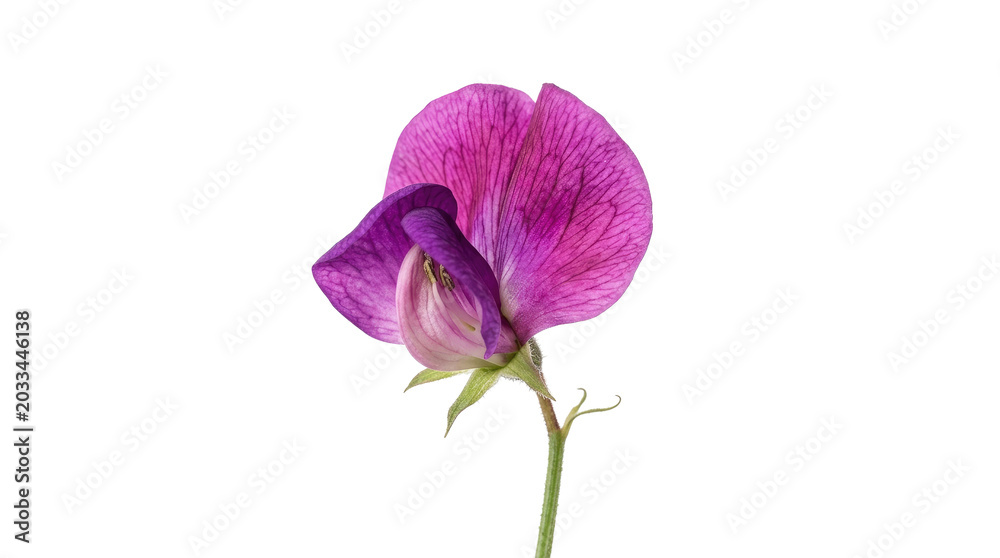 Fototapeta premium Purple sweet pea flower with delicate petals and green stem, isolated on transparent background, ready for stickers, t-shirt design, print on demand, and sublimation.