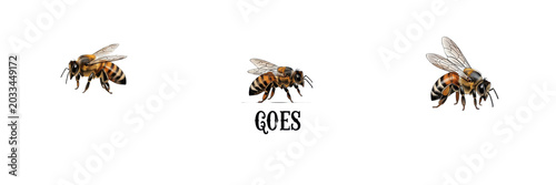Bild auf Leinwand Queen bee minimal style, Apis mellifera, Apidae family, honeybee reproductive fe