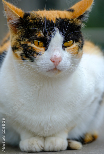Canvas-taulu Full body shot of a calico cat sitting calmly on the outdoor pavement