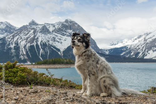 Fluffy dog sitting on the shore of Upper Kananaskis Lake, enjoying a scenic summer day in the Canadian Rocky Mountains. Taken near Banff National Park in Canada. 