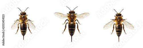 Foto Queen bee full body, Apis mellifera, Apidae family, honeybee reproductive female