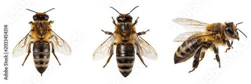Queen bee high detail texture, Apis mellifera, Apidae family, honeybee abdominal tergites scutilar shield microstructure, multi-layered wax plates surface pattern layout focus stacking depth