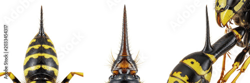Fotografie Queen wasp stinger detail, Polistes dominula, Vespidae family, european paper wa