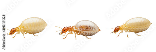 Foto Queen termite smooth texture, Reticulitermes flavipes, Rhinotermitidae family, p