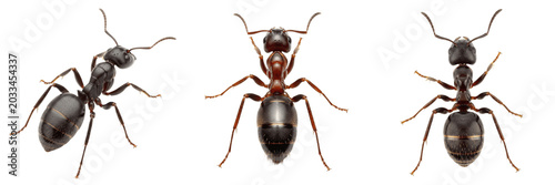 Φωτογραφία Queen ant ultra sharp detail, Solenopsis invicta, Formicidae family, red importe