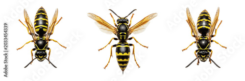 Valokuva Queen wasp glossy body, Vespula vulgaris, Vespidae family, common yellowjacket p