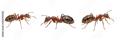 Fotografie Queen ant clean cutout, Lasius niger, Formicidae family, black garden ant dealat