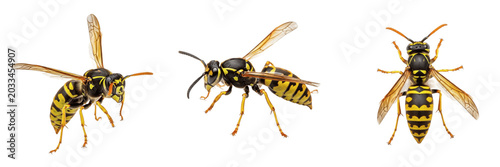 Tableau sur toile Queen wasp sharp clarity, Polistes dominula, Vespidae family, european paper was