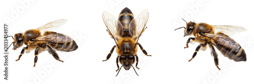 Queen honey bee, Apis mellifera, Apidae family, fertile reproductive female hive leader, elongated gaster anatomy, royal court attendant behavior, social insect colony reproduction profile