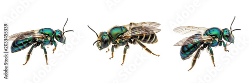 Queen sweat bee, Halictus rubicundus, Halictidae family, halictinae metallic ground nesting reproductive female, multi-brood social lifecycle system, subterranean tunnel excavation profile