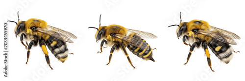 Photos Queen cuckoo bee, Nomada lathburiana, Apidae family, cleptoparasitic solitary fe