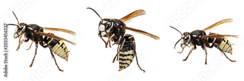 Cuadro en lienzo Queen bald-faced hornet, Dolichovespula maculata, Vespidae family, black white f