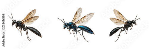 Bild auf Leinwand Queen mud dauber wasp, Sceliphron caementarium, Sphecidae family, thread-waisted