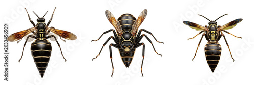 Bild auf Leinwand Queen spider wasp, Pepsis grossa, Pomprilidae family, tarantula hawk giant femal