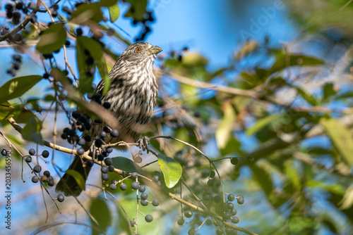 Tableau sur toile A female white-tipped plantcutter (Phytotoma rutila) perching in a Chinese prive