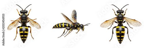 Fotografie Queen digger wasp, Sphecius speciosus, Crabronidae family, cicada killer giant s